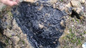 Черное море Нереис (Nereis) червь зимой.  Где как копать морской червь?