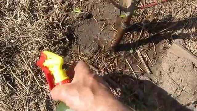 Осмотр сада и опрыскивание по розовому бутону... смотреть онлайн