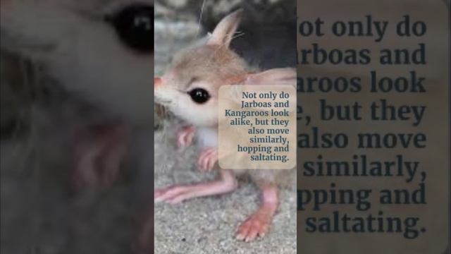 What is 5 strange animals from Morocco|  Desert Mice / Jerboa #short