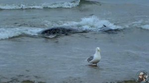 Тюлень Стейнегера или Антур (Phoca vitulina stejnegeri)