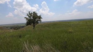 Кубанские абрикосы