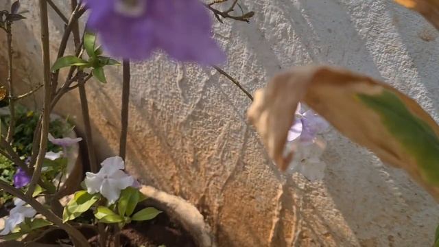 #yesterdaytodaytomorrow in #bloom, Brunfelsia pauciflora смотреть онлайн