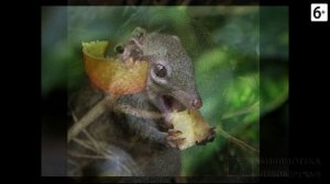 Удивительные соседи. Перохвостая тупайя