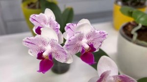 Зацвели мои бабочки-новинки, Phal.PF 5210, Phal.Popcorn, Phal.Sweetie???