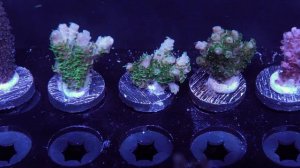 ACI Pink Spathulata - Frag 2