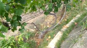 @Оидиум победим  Сера актив против оидиума