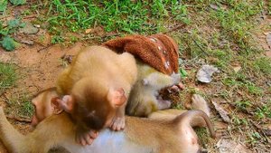 Savanna Team Try To Take New Orphan Monkey Candy Towel Away