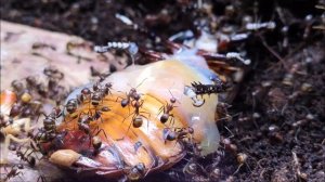 Camponotus nicobarensis & imago of Gromphadorhina portentosa