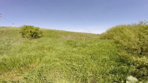 Ловля певчих птиц. Садовая славка.