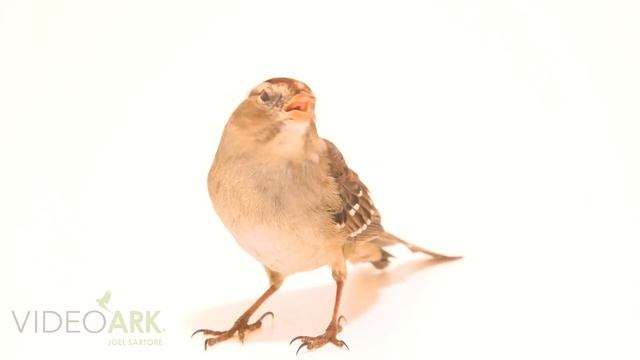 An immature white-crowned sparrow (Zonotrichia leucophrys gambelii) at the Greenwood Wildlife Rehab смотреть онлайн