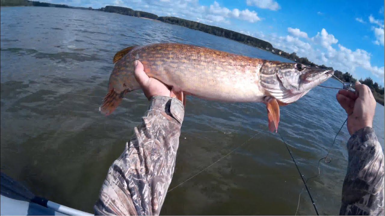 Схема снасти для троллинга симы. Спиннинговая рыбалка снасти. Троллинг (рыбная ловля). Как научиться рофлитьь. Спиннинг троллинг.