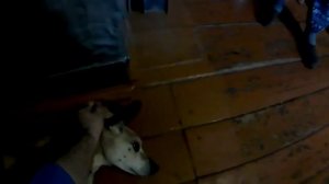 эвтаназия собаки. как происходит. еду в "титьку тараканью" 18+