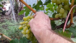 Виноград Мадонна 26.08.2023 Самара т. 89277329034