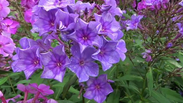 Флокс метельчатый Старина (Phlox paniculata Starina) Ю.А. Репрев, 1991 смотреть онлайн