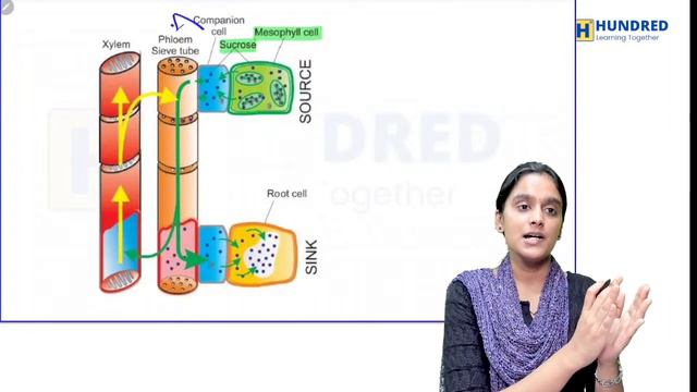 11th Botany 2nd Mid Term 2023 Transport in Plants Translocation of Organic Solutes State Board