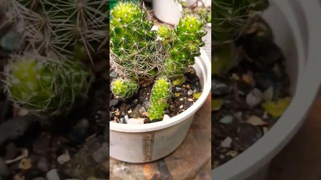 Planta Cactus (mammillaria gracilis) #plantas #jardineria #jardin #huerta #helechos #cactus #plants