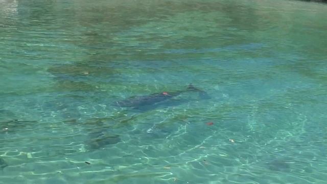 Дельфины в неволе смотреть онлайн