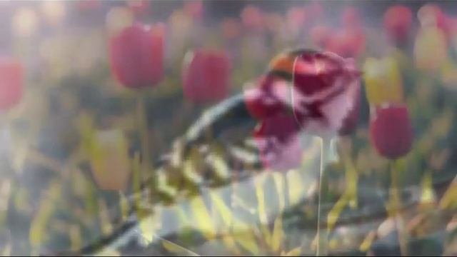 МИР ОГНЕННЫЙ-I(000-050)