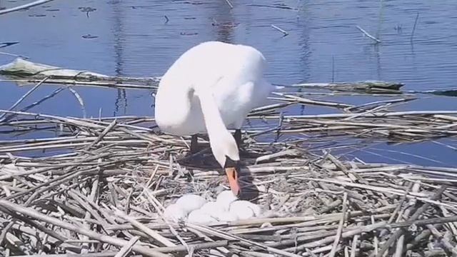 Лебедь-шипун и кладка яиц. ФОТОЛОВУШКА смотреть онлайн