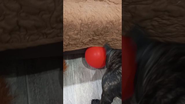 Рэмбо и воздушный шарик. Знакомство смотреть онлайн