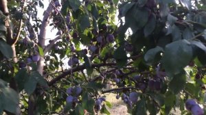 Пирамидальная домашняя Слива Анна Шпет - родом из Германии