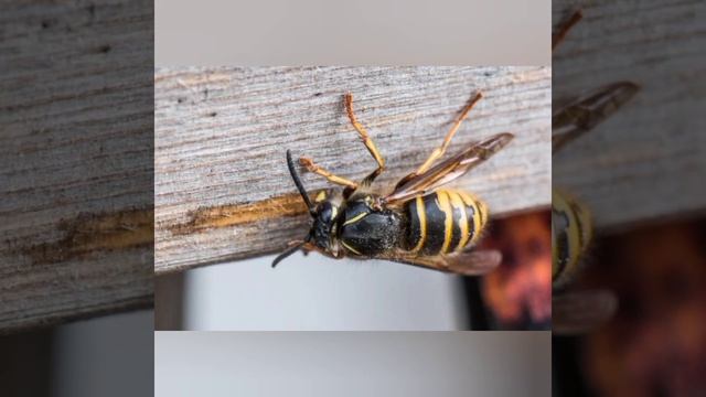 Звуки шмеля,пчелы,осы и шершня смотреть онлайн