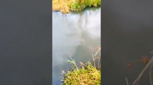 река Пехорка, Люберцы