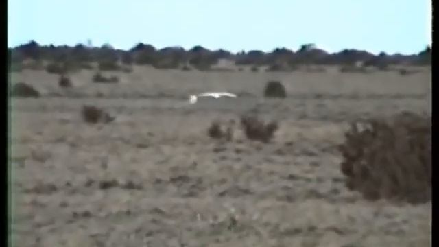 Snowy Owl (Bubo scandiacus) x 3 Sweden 1993 смотреть онлайн