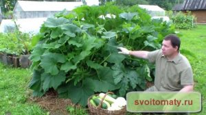 Овощеводство  Приусадебное хозяйство  Выращивание кабачков, цуккини и патиссонов хитрым способом
