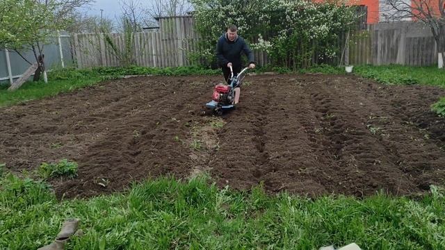 Раскопали огород и начали посадку. #природа#май#весна#поселок#юмор#деревня#субботник#теплица#дача смотреть онлайн