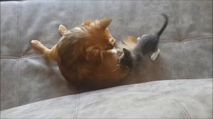 Как лев, сражаюсь в драке... :)