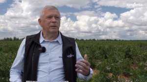 Опытное применение фунгицидов на голубике