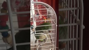 Попугай Квакер Монах (Калита) болтает и поёт