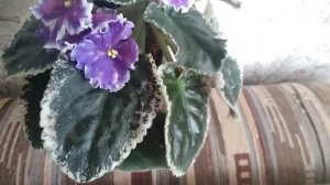 Фиалка Царь Горох