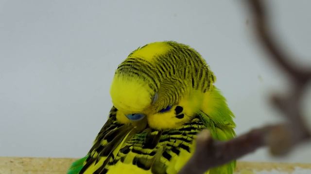 Budgie Sounds for Lonely birds to make them happy смотреть онлайн