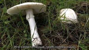 Пять самых ядовитых грибов россии (фото и описание)