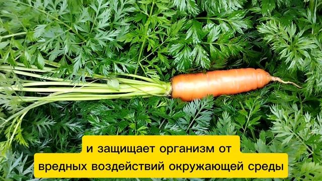 Полезные свойства ботвы моркови. Какие заболевания предупредит ботва моркови
