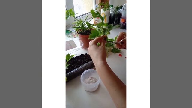 Как сохранить подаренную пеларгонию. смотреть онлайн