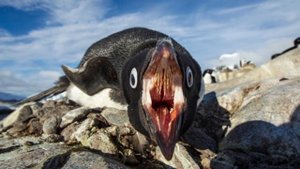 Самая редкая профессия. Переворачиватель пингвинов. Всё о профессии.