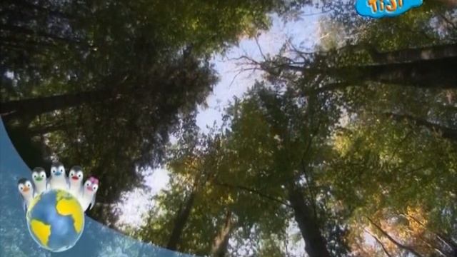 Ози Бу! Защити планету - Что растёт на нашей Земле - Деревья смотреть онлайн