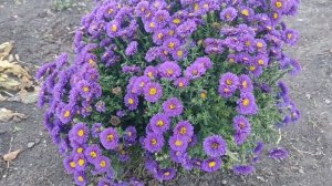 Астра новобельгийская. Самый беспроблемный многолетник.