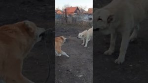 Армянский волкодав Гампр