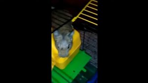 Киви Дего Челийская Белка