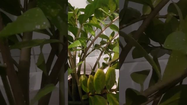Замик принимает душ,28 ноября 2023г.???