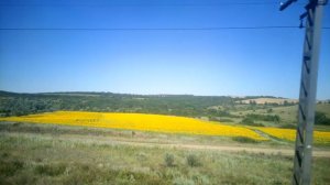 Поля подсолнухов из окна поезда