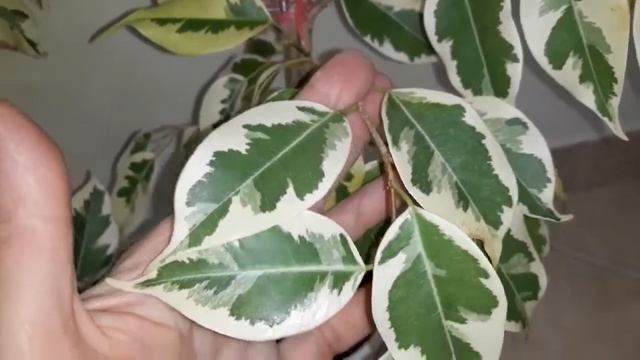 Фикус Бенджамина/вопрос по сорту Старлайт, Де Гантель????
