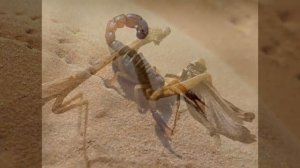 Самые хищные насекомые