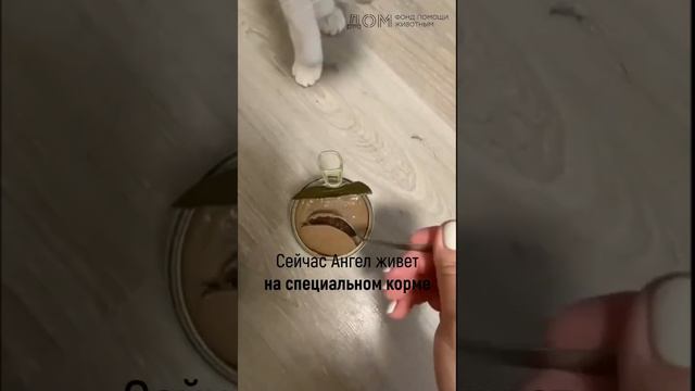 Ангел - история подопечного фонда "Дом"
