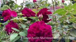 David Austin roses-Mustead Wood