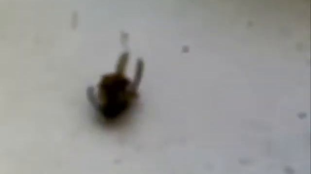 Димасик борется с осами в квартире, и просто прикалывается. смотреть онлайн